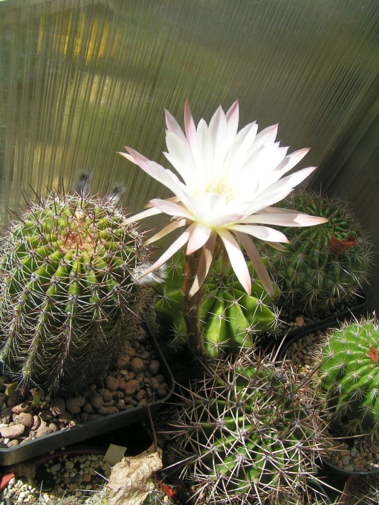 Echinopsis melamopotamica